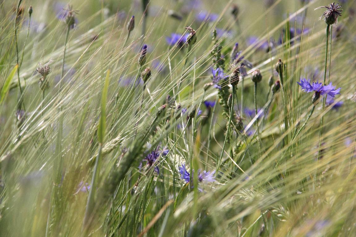 Ружы для Маці Божай Будслаўскай
